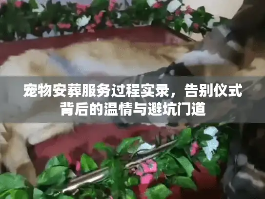 宠物安葬服务过程实录，告别仪式背后的温情与避坑门道