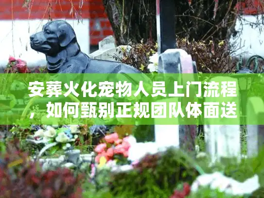 安葬火化宠物人员上门流程，如何甄别正规团队体面送别