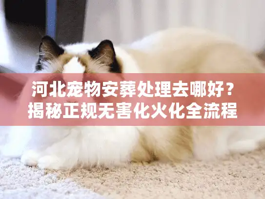 河北宠物安葬处理去哪好？揭秘正规无害化火化全流程与价格