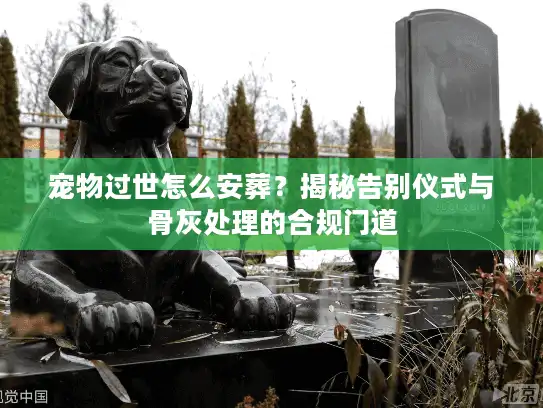宠物过世怎么安葬？揭秘告别仪式与骨灰处理的合规门道