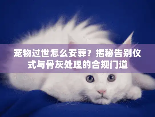 宠物过世怎么安葬？揭秘告别仪式与骨灰处理的合规门道