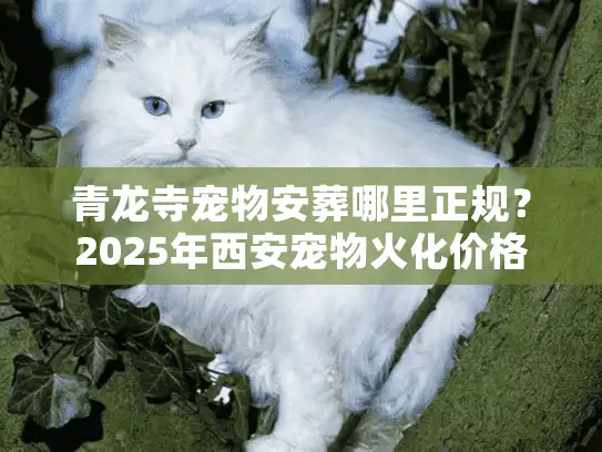 青龙寺宠物安葬哪里正规？2025年西安宠物火化价格与流程全解
