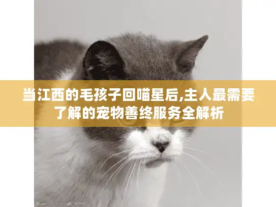 当江西的毛孩子回喵星后,主人最需要了解的宠物善终服务全解析