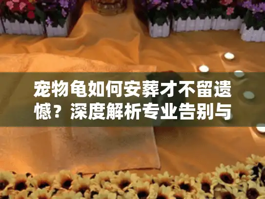 宠物龟如何安葬才不留遗憾？深度解析专业告别与合规处理