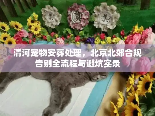 清河宠物安葬处理，北京北郊合规告别全流程与避坑实录
