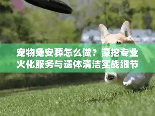 宠物兔安葬怎么做？深挖专业火化服务与遗体清洁实战细节