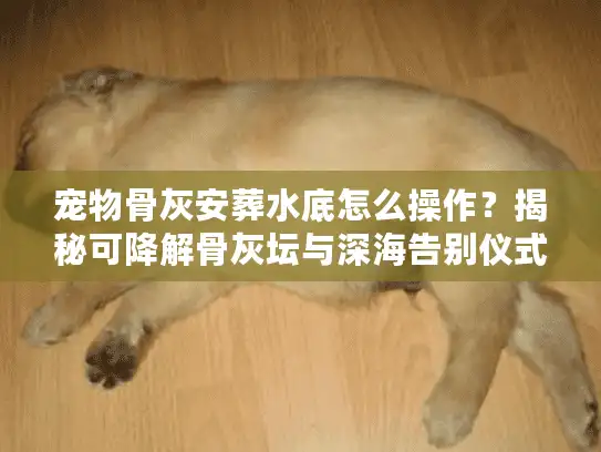 宠物骨灰安葬水底怎么操作？揭秘可降解骨灰坛与深海告别仪式