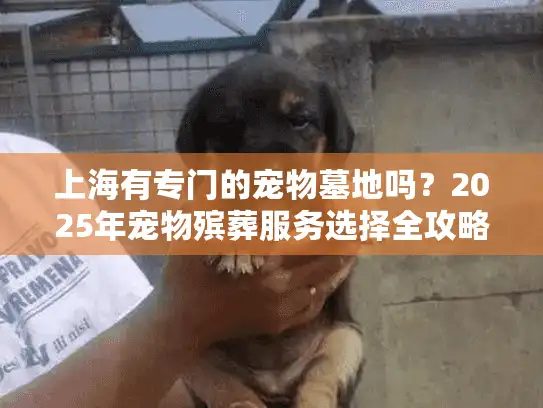 上海有专门的宠物墓地吗？2025年宠物殡葬服务选择全攻略