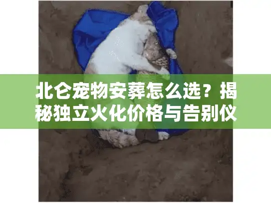 北仑宠物安葬怎么选？揭秘独立火化价格与告别仪式避坑细节