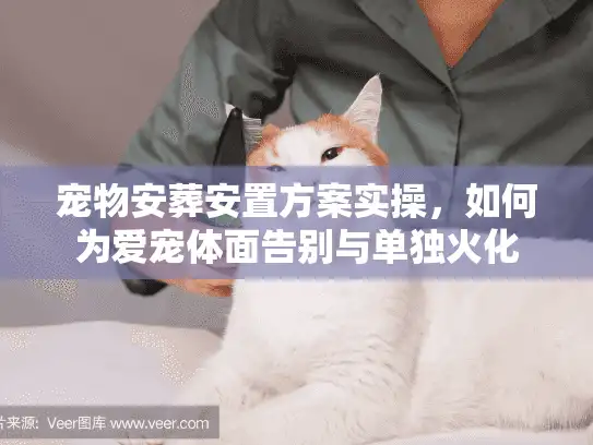 宠物安葬安置方案实操，如何为爱宠体面告别与单独火化