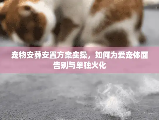 宠物安葬安置方案实操，如何为爱宠体面告别与单独火化