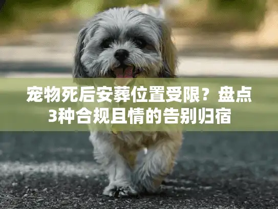 宠物死后安葬位置受限？盘点3种合规且情的告别归宿