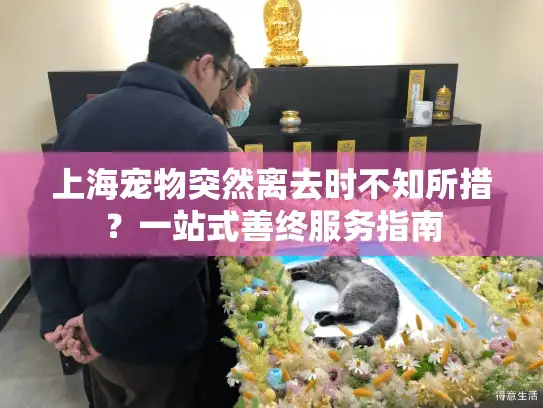 上海宠物突然离去时不知所措？一站式善终服务指南