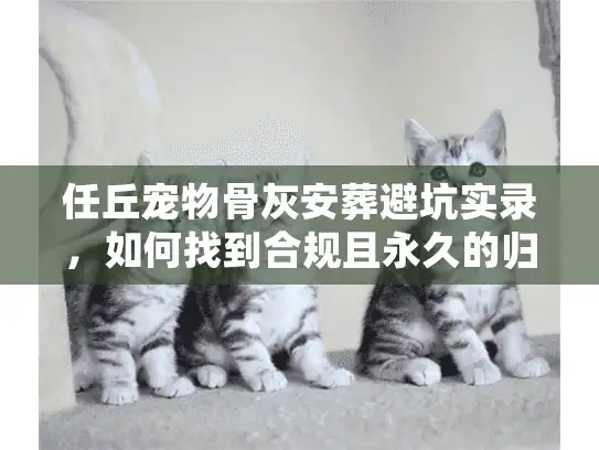 任丘宠物骨灰安葬避坑实录，如何找到合规且永久的归宿