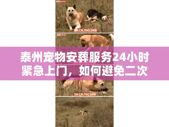 泰州宠物安葬服务24小时紧急上门，如何避免二次伤害？
