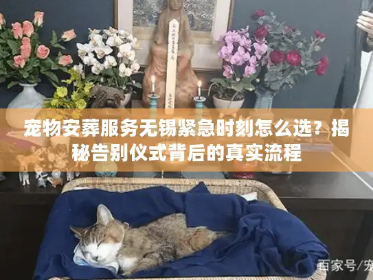 宠物安葬服务无锡紧急时刻怎么选？揭秘告别仪式背后的真实流程