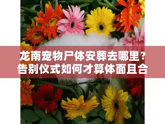龙南宠物尸体安葬去哪里？告别仪式如何才算体面且合规
