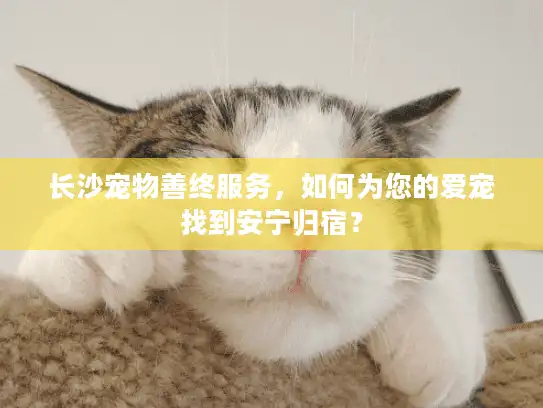 长沙宠物善终服务，如何为您的爱宠找到安宁归宿？