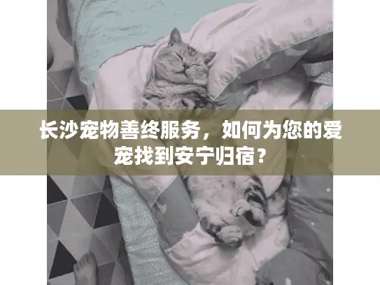 长沙宠物善终服务，如何为您的爱宠找到安宁归宿？