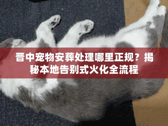 晋中宠物安葬处理哪里正规？揭秘本地告别式火化全流程