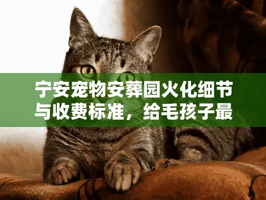 宁安宠物安葬园火化细节与收费标准，给毛孩子最后的尊严