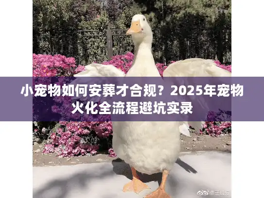 小宠物如何安葬才合规？2025年宠物火化全流程避坑实录