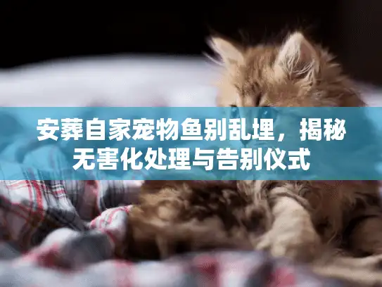 安葬自家宠物鱼别乱埋，揭秘无害化处理与告别仪式