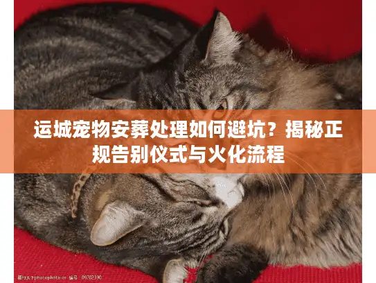运城宠物安葬处理如何避坑？揭秘正规告别仪式与火化流程
