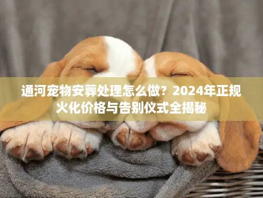 通河宠物安葬处理怎么做？2024年正规火化价格与告别仪式全揭秘