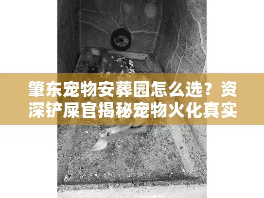 肇东宠物安葬园怎么选？资深铲屎官揭秘宠物火化真实内幕