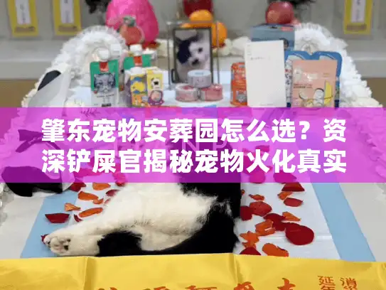肇东宠物安葬园怎么选？资深铲屎官揭秘宠物火化真实内幕