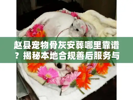 赵县宠物骨灰安葬哪里靠谱？揭秘本地合规善后服务与避坑实录