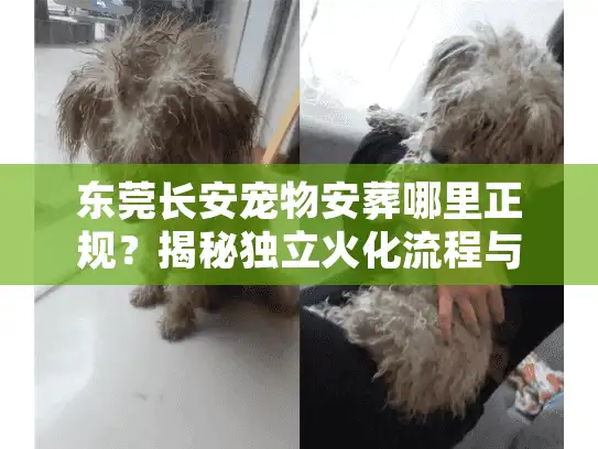 东莞长安宠物安葬哪里正规？揭秘独立火化流程与避坑实录
