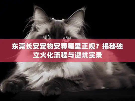 东莞长安宠物安葬哪里正规？揭秘独立火化流程与避坑实录