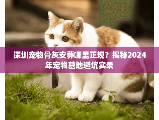 深圳宠物骨灰安葬哪里正规？揭秘2024年宠物墓地避坑实录