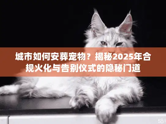 城市如何安葬宠物？揭秘2025年合规火化与告别仪式的隐秘门道