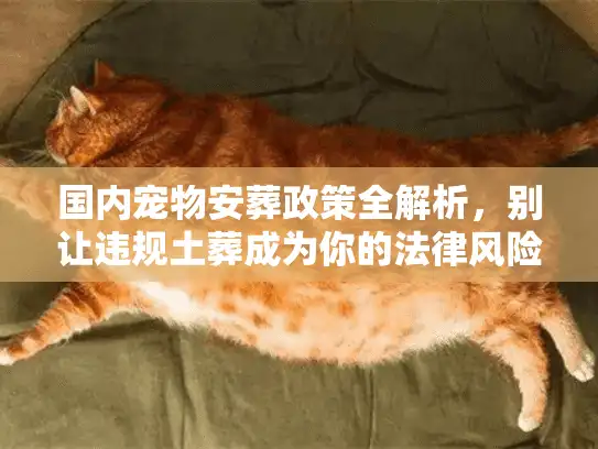 国内宠物安葬政策全解析，别让违规土葬成为你的法律风险