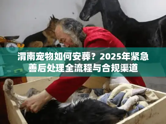 渭南宠物如何安葬？2025年紧急善后处理全流程与合规渠道