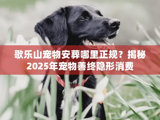 歌乐山宠物安葬哪里正规？揭秘2025年宠物善终隐形消费