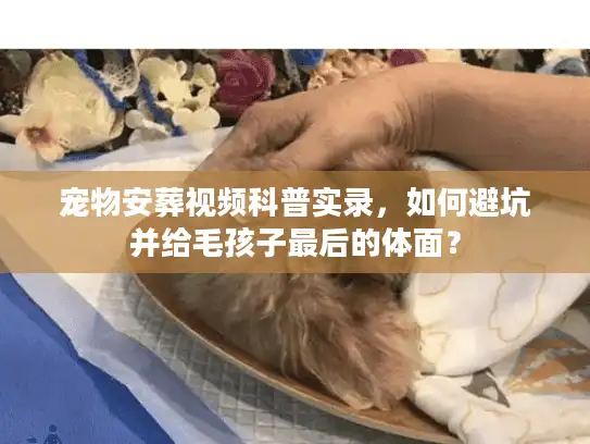宠物安葬视频科普实录，如何避坑并给毛孩子最后的体面？