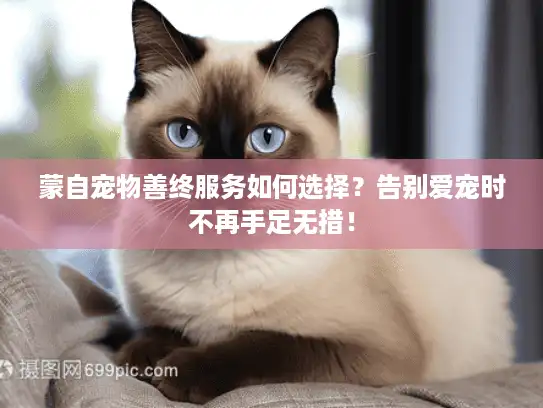 蒙自宠物善终服务如何选择？告别爱宠时不再手足无措！
