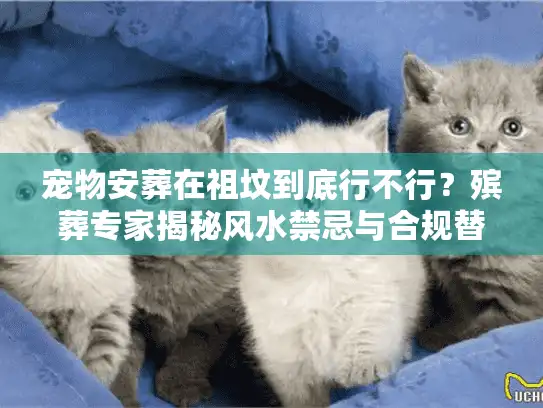 宠物安葬在祖坟到底行不行？殡葬专家揭秘风水禁忌与合规替代