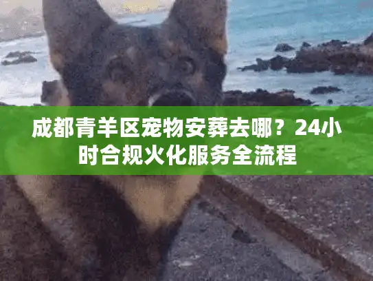 成都青羊区宠物安葬去哪？24小时合规火化服务全流程
