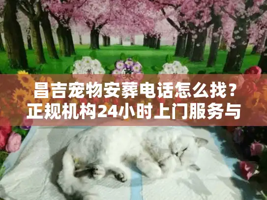 昌吉宠物安葬电话怎么找？正规机构24小时上门服务与收费揭秘