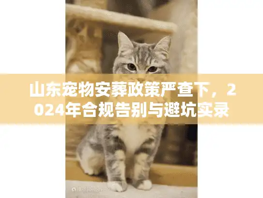 山东宠物安葬政策严查下，2024年合规告别与避坑实录