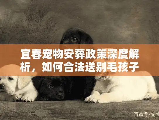 宜春宠物安葬政策深度解析，如何合法送别毛孩子？