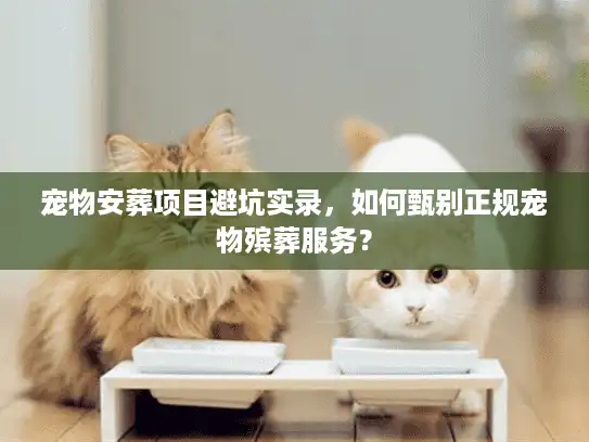 宠物安葬项目避坑实录，如何甄别正规宠物殡葬服务？
