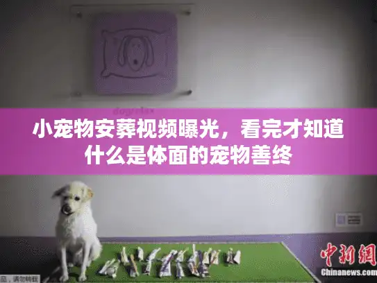 小宠物安葬视频曝光，看完才知道什么是体面的宠物善终