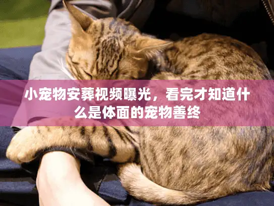 小宠物安葬视频曝光，看完才知道什么是体面的宠物善终