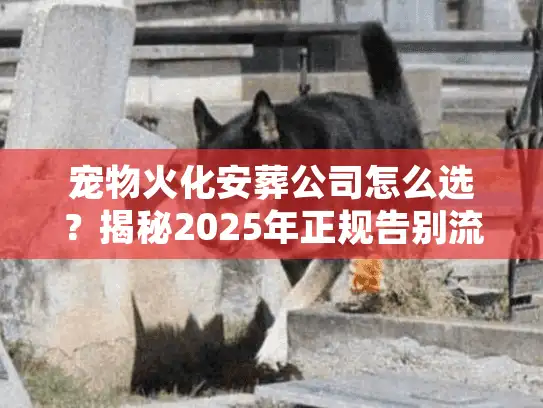 宠物火化安葬公司怎么选？揭秘2025年正规告别流程与收费陷阱